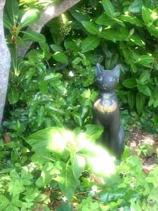 05-09a_cat_under_magnolia